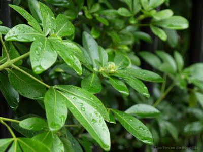 AUTOMNE - Projet Photo 52 (semaine # 42)