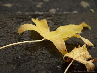 AUTOMNE - Projet Photo 52 (semaine # 42)