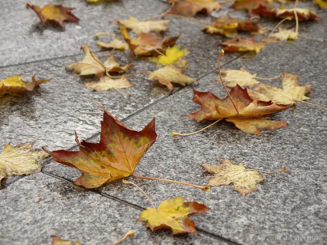 AUTOMNE - Projet Photo 52 (semaine # 42)