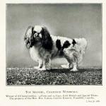 Photos anciennes chiens de concours