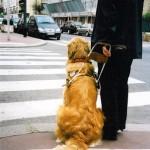 Semaine du Chien guide d’aveugle du 24 au 30 septembre.
