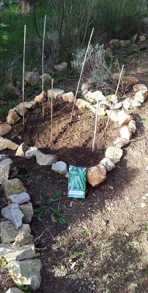 Potager fleuri en octobre 2012 : premières plantations après une année de repos...