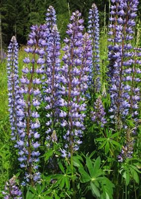 Lupinus polyphyllus