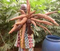 La permaculture : une solution pour l'Afrique