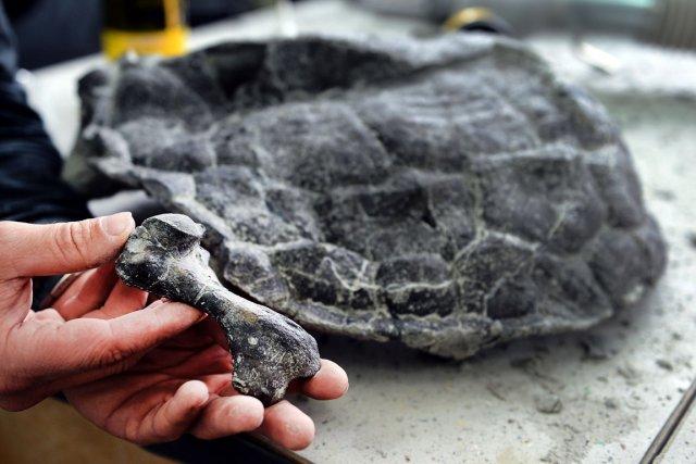 Daté par les chercheurs de l'Institut de paléontologie... (Photo AFP)