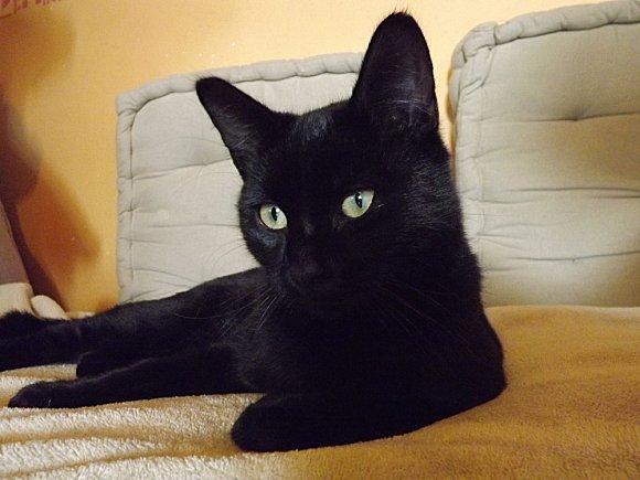 Le Chat Octobre 2012