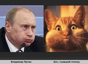 Rubrique chat: qui si ce n’est Poutine?