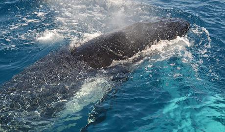 L'acidification des océans permettrait aux baleines de communiquer aussi efficacement qu'à l'ère du crétacé.