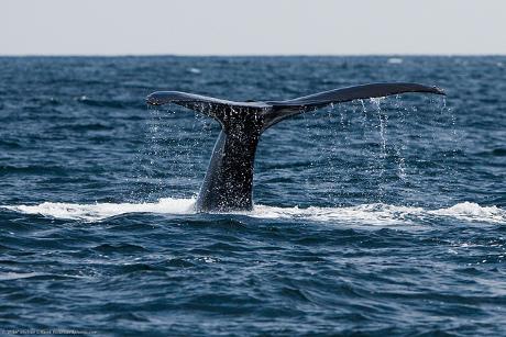 Le réchauffement des océans modifierait le chant des baleines