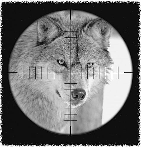 2012 : le loup, ennemi public numéro un
