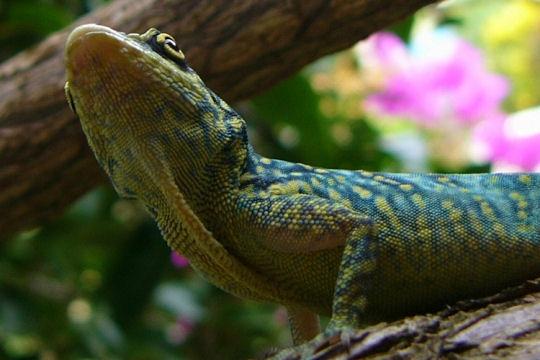 Voyage aux Antilles française