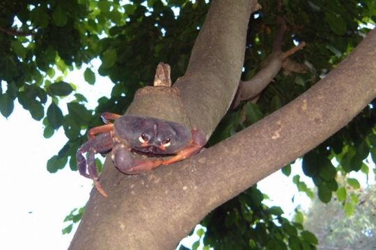 Voyage aux Antilles française