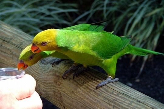Voyage aux Antilles française