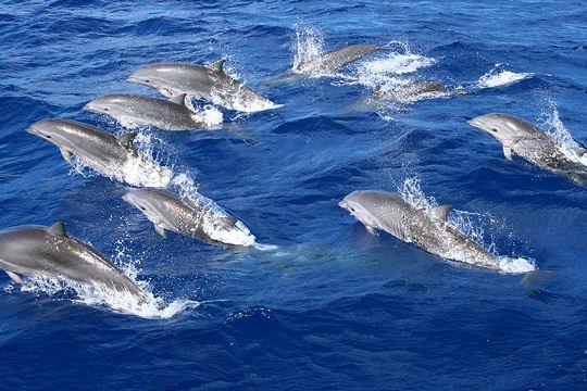 Voyage aux Antilles française