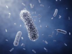 Les excréments, un remède contre les infections à la C. difficile