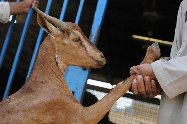 Vendredi, à l'occasion de la fête du sacrifice,... (Photo: Reuters)