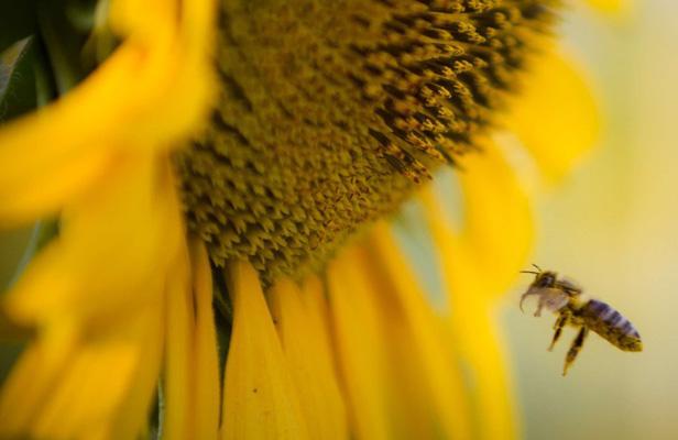 Une abeille butine un tournesol.