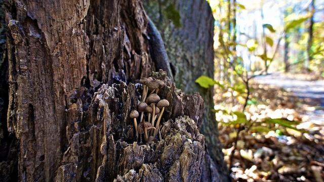 anteketborka.blogspot.com, champignons2