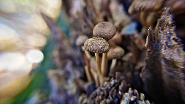 anteketborka.blogspot.com, champignons6