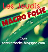 MACRO FOLIE #15