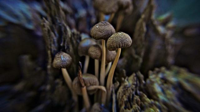 anteketborka.blogspot.com, champignons3