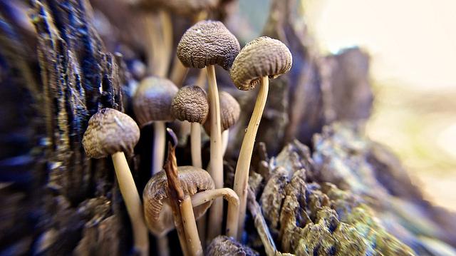 anteketborka.blogspot.com, champignons8