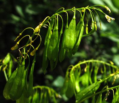Une plante tinctoriale : Isatis tinctoria, Pastel