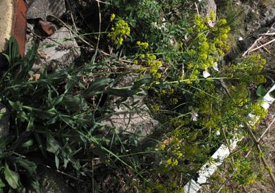 Une plante tinctoriale : Isatis tinctoria, Pastel