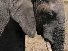 Saisie d'ivoire record Hong Kong, année noire pour éléphants