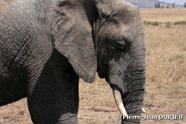 Saisie d'ivoire record à Hong Kong, année noire pour les éléphants