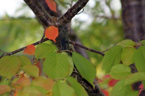 3 prunus jamasakura gb 6 oct 2012 047 (5).jpg