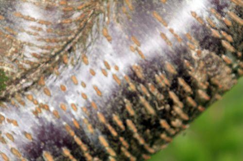 5 prunus jamasakura gb 6 oct 2012 047 (2).jpg