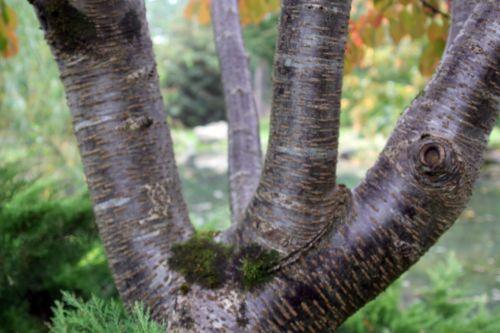 4 prunus jamasakura gb 6 oct 2012 047 (1).jpg