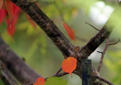 6 prunus jamasakura gb 6 oct 2012 047 (6).jpg