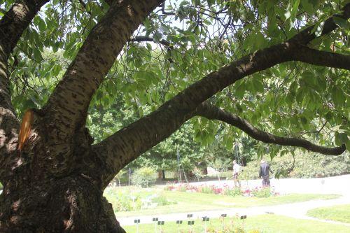 paris prunus serrulata paris 2 juil 2011 167.jpg