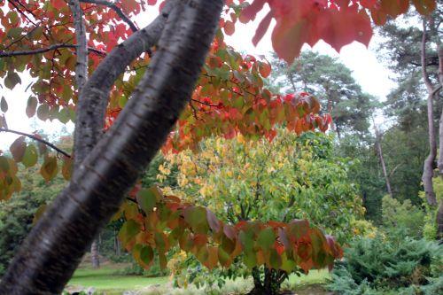 2 prunus jamasakura gb 6 oct 2012 047 (4).jpg