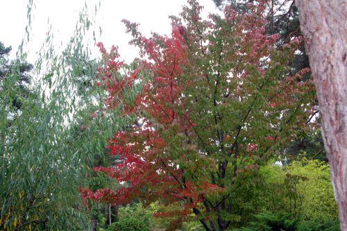 1 prunus jamasakura gb 6 oct 2012 055.jpg