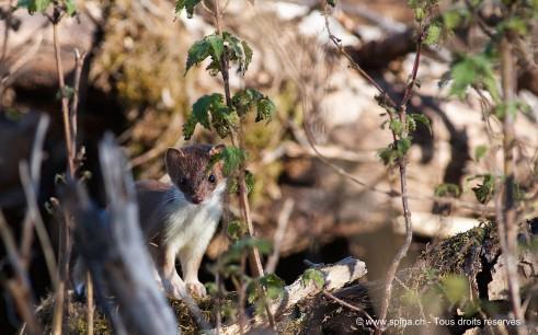 Cache-cache avec dame Hermine…