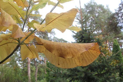 5 magnolia macrophylla gb 21 oct 2012 370 (5).jpg