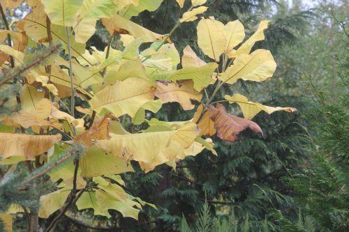 3 magnolia macrophylla gb 21 oct 2012 370 (2).jpg
