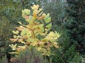 Magnolia macrophylla