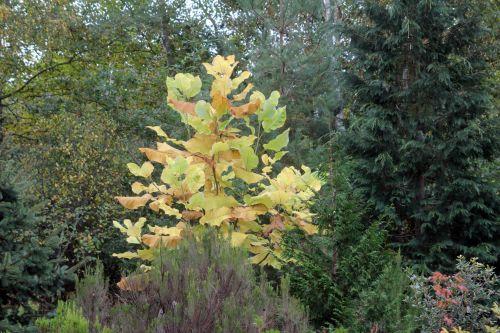 1 magnolia macrophylla gb 21 oct 2012 370.jpg