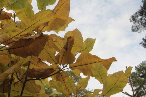 2 magnolia macrophylla gb 21 oct 2012 370 (6).jpg
