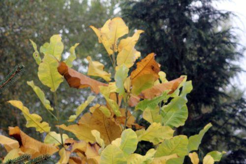 4 magnolia macrophylla gb 21 oct 2012 370 (3).jpg