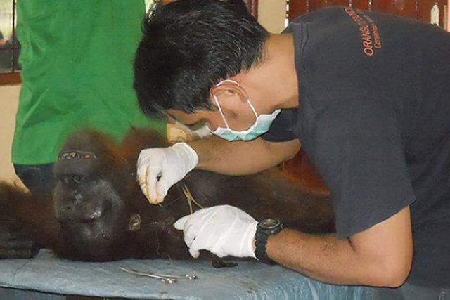 Un vétérinaire d'une agence de protection des animaux... (Photo: AFP)