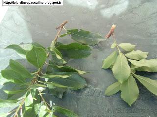 Bouturer l'arbousier