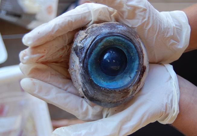 Le mystère du gigantesque oeil bleu résolu