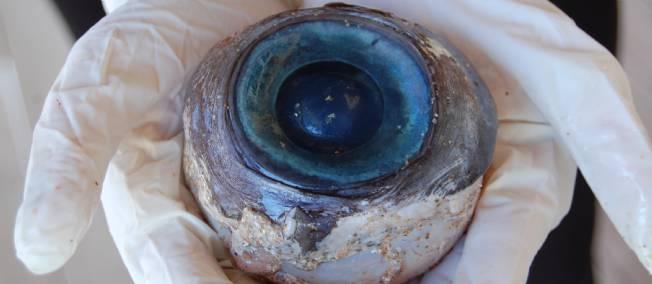 Cet oeil bleu gigantesque a été découvert sur une plage de Floride. © Florida Fish and Wildlife Conservation Commission