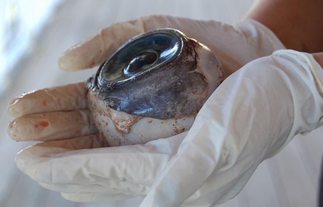 Le mystère du gigantesque oeil bleu résolu