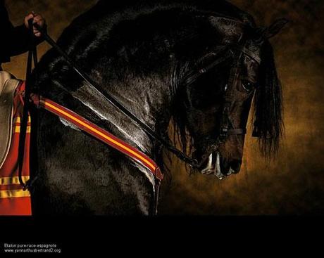 Chevaux-yann-arthus-bertrand-jeu-paume-hotel-paris Yann Arthus-Bertrand: l’amoureux des animaux